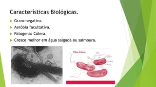 Características Biológicas.
 Gram-negativa.
 Aeróbia facultativa.
 Patogena: Cólera.
 Cresce melhor em água salgada ou salmoura.
 