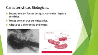 Características Biológicas.
 Encontrada em fontes de água, como rios, lagos e
estuários.
 Frutos do mar crus ou malcozidos.
 Adapta-se a diferentes ambientes.
 