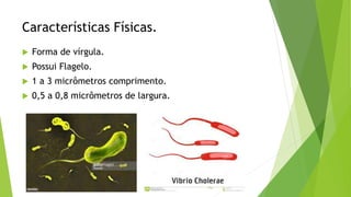 Características Físicas.
 Forma de vírgula.
 Possui Flagelo.
 1 a 3 micrômetros comprimento.
 0,5 a 0,8 micrômetros de largura.
 