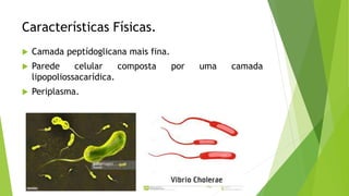 Características Físicas.
 Camada peptídoglicana mais fina.
 Parede celular composta por uma camada
lipopoliossacarídica.
 Periplasma.
 