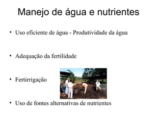 Discussão estratégica de investigação de frutas tropicais para AL e Caribe, Embrapa Mandioca e Fruticultura  Tecnologia da Raiz ao Fruto