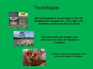 Discussão estratégica de investigação de frutas tropicais para AL e Caribe, Embrapa Mandioca e Fruticultura  Tecnologia da Raiz ao Fruto