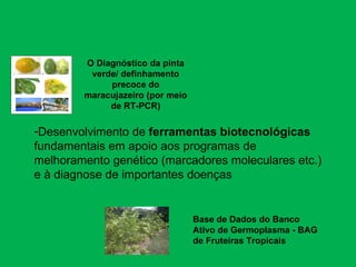 Discussão estratégica de investigação de frutas tropicais para AL e Caribe, Embrapa Mandioca e Fruticultura  Tecnologia da Raiz ao Fruto