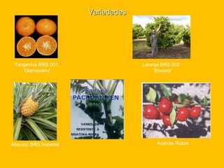 Discussão estratégica de investigação de frutas tropicais para AL e Caribe, Embrapa Mandioca e Fruticultura  Tecnologia da Raiz ao Fruto