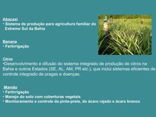 Discussão estratégica de investigação de frutas tropicais para AL e Caribe, Embrapa Mandioca e Fruticultura  Tecnologia da Raiz ao Fruto
