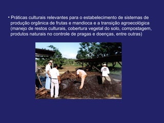 Discussão estratégica de investigação de frutas tropicais para AL e Caribe, Embrapa Mandioca e Fruticultura  Tecnologia da Raiz ao Fruto