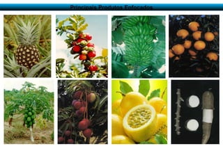 Discussão estratégica de investigação de frutas tropicais para AL e Caribe, Embrapa Mandioca e Fruticultura  Tecnologia da Raiz ao Fruto