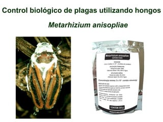 Beauveria bassiana
Control biológico de plagas utilizando hongos
 