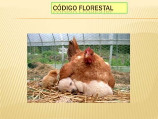CÓdigo florestal
