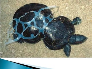 Apresentação coleta seletiva