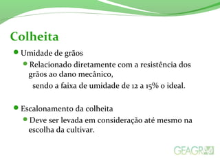Umidade de grãos
Relacionado diretamente com a resistência dos
grãos ao dano mecânico,
sendo a faixa de umidade de 12 a 15% o ideal.
Escalonamento da colheita
Deve ser levada em consideração até mesmo na
escolha da cultivar.
Colheita
 
