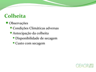 Observações
Condições Climáticas adversas
Antecipação da colheita
Disponibilidade de secagem
Custo com secagem
Colheita
 