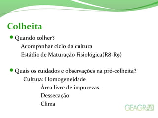 Quando colher?
Acompanhar ciclo da cultura
Estádio de Maturação Fisiológica(R8-R9)
Quais os cuidados e observações na pré-colheita?
Cultura: Homogeneidade
Área livre de impurezas
Dessecação
Clima
Colheita
 