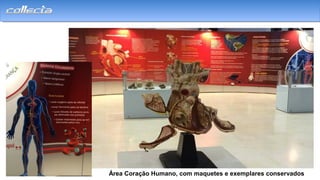 DOCDECK
Área Coração Humano, com maquetes e exemplares conservados
 