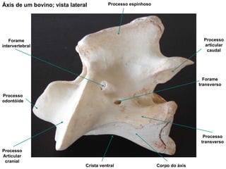 Áxis de um bovino; vista lateral Processo espinhoso Forame intervertebral Processo Articular cranial Processo odontóide Corpo do áxis Processo transverso Processo articular caudal Forame transverso Crista ventral 
