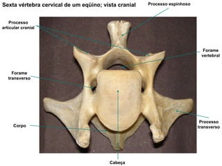 Sexta vértebra cervical de um eqüino; vista cranial Processo espinhoso Processo articular cranial Forame transverso Forame vertebral Processo transverso Cabeça Corpo 