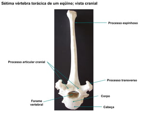 Sétima vértebra torácica de um eqüino; vista cranial Processo espinhoso Processo articular cranial Processo transverso Forame vertebral Corpo Cabeça 