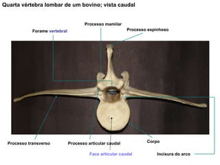 Quarta vértebra lombar de um bovino; vista caudal Processo espinhoso Processo mamilar Processo articular caudal Processo transverso Corpo Incisura do arco Forame  vertebral Face articular caudal 