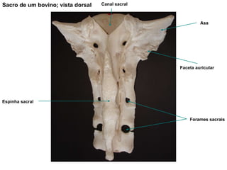 Sacro de um bovino; vista dorsal Faceta auricular Forames sacrais Espinha sacral Canal sacral Asa 