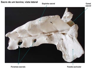 Sacro de um bovino; vista lateral Espinha sacral Canal sacral Forames sacrais Faceta auricular 