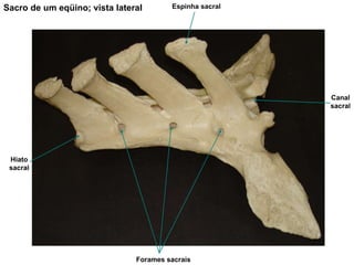 Sacro de um eqüino; vista lateral Espinha sacral Canal sacral Forames sacrais Hiato sacral 