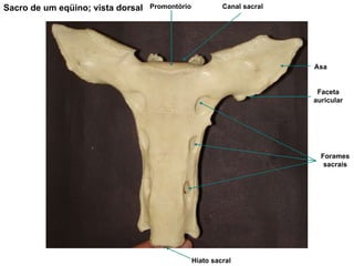 Sacro de um eqüino; vista dorsal Promontório Asa Faceta auricular Forames sacrais Hiato sacral Canal sacral 