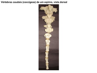 Vértebras caudais (coccígeas) de um eqüino, vista dorsal 