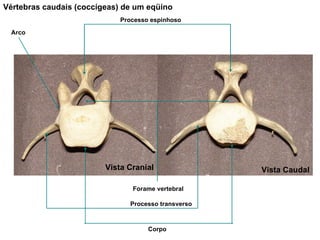 Processo espinhoso Forame vertebral Processo transverso Arco Corpo Vértebras caudais (coccígeas) de um eqüino Vista Cranial Vista Caudal 