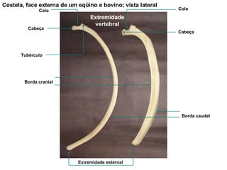 Costela, face externa de um eqüino e bovino; vista lateral Extremidade esternal Borda cranial Borda caudal Cabeça Cabeça Colo Colo Tubérculo Extremidade vertebral 