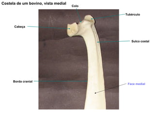 Costela de um bovino, vista medial Cabeça Colo Sulco costal  Borda cranial Tubérculo Face medial 