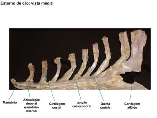 Esterno de cão; vista medial Manúbrio Articulação sinovial manúbrio-esternal Cartilagem costal Junção costocondral Quinta costela Cartilagem xifóide 