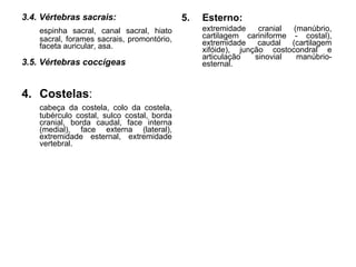 3.4. Vértebras sacrais: espinha sacral, canal sacral, hiato sacral, forames sacrais, promontório, faceta auricular, asa. 3.5. Vértebras coccígeas   4.  Costelas : cabeça da costela, colo da costela, tubérculo costal, sulco costal, borda cranial, borda caudal, face interna (medial), face externa (lateral), extremidade esternal, extremidade vertebral. 5. Esterno: extremidade cranial (manúbrio, cartilagem cariniforme - costal), extremidade caudal (cartilagem xifóide), junção costocondral e articulação sinovial manúbrio-esternal. 