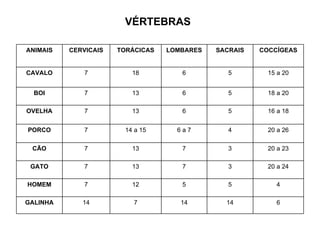VÉRTEBRAS 6 14 14 7 14 GALINHA 4 5 5 12 7 HOMEM 20 a 24 3 7 13 7 GATO 20 a 23 3 7 13 7 CÃO 20 a 26 4 6 a 7 14 a 15 7 PORCO 16 a 18 5 6 13 7 OVELHA 18 a 20 5 6 13 7 BOI 15 a 20 5 6 18 7 CAVALO COCCÍGEAS SACRAIS LOMBARES TORÁCICAS CERVICAIS ANIMAIS 