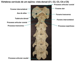 Vértebras cervicais de um eqüino; vista dorsal (C1, C2, C3, C4 e C5) Processo articular cranial Forame alar Forame intervertebral Asa do atlas Forame transverso Tubérculo dorsal Processo articular cranial Forame intervertebral Processo espinhoso C1 C2 C3 C4 C5 Processo transverso Processo articular caudal 