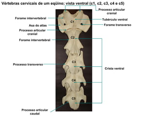 Vértebras cervicais de um eqüino; vista ventral (c1, c2, c3, c4 e c5)   Tubérculo ventral Processo articular cranial Asa do atlas Processo articular cranial Forame intervertebral Crista ventral Processo articular caudal C1 C2 C3 C4 C5 Processo transverso Forame intervertebral Forame transverso 