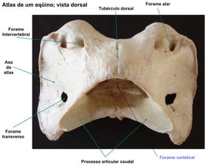 Atlas de um eqüino; vista dorsal Forame transverso Asa do atlas Tubérculo dorsal Forame Intervertebral Forame alar Processo articular caudal Forame vertebral 