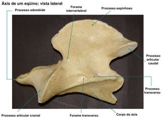 Áxis de um eqüino; vista lateral Processo espinhoso Processo articular  caudal Forame transverso Processo transverso Corpo do áxis Processo articular cranial Processo odontóide Forame intervertebral 