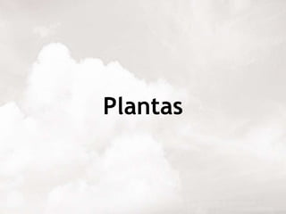 Plantas 