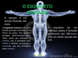 O homem é um animal formado por ossos. O esqueleto de um indivíduo adulto é formado geralmente por 206 ossos , o de um recém nascido tem 270. O esqueleto humano tem como função principal sustentar e dar forma ao corpo, mas também proteger determinados órgãos vitais, como, por exemplo, o cérebro , que é protegido pelo crânio , e também os pulmões e o coração , que são protegidos pelas costelas . O ESQUELETO HUMANO Prof LIDY