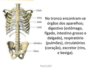 No tronco encontram-se órgãos dos aparelhos; digestivo (estômago, fígado, intestino grosso e delgado), respiratório (pulmões), circulatórios (coração), excretor (rins, e bexiga). Prof LIDY 