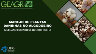 GIULLIANO FURTADO DE QUEIROZ ROCHA
MANEJO DE PLANTAS
DANINHAS NO ALGODOEIRO
 