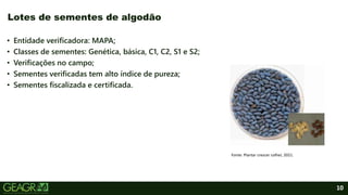 10
• Entidade verificadora: MAPA;
• Classes de sementes: Genética, básica, C1, C2, S1 e S2;
• Verificações no campo;
• Sementes verificadas tem alto índice de pureza;
• Sementes fiscalizada e certificada.
Lotes de sementes de algodão
Fonte: Plantar crescer colher, 2021.
 