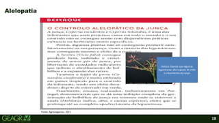 18
Alelopatia
Fonte: Agronegocios, 2021.
Noticia falando que algumas
leguminosas são capazes de inibir
o crescimento da Junça.
 