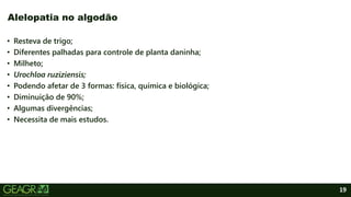 19
• Resteva de trigo;
• Diferentes palhadas para controle de planta daninha;
• Milheto;
• Urochloa ruziziensis;
• Podendo afetar de 3 formas: física, química e biológica;
• Diminuição de 90%;
• Algumas divergências;
• Necessita de mais estudos.
Alelopatia no algodão
 