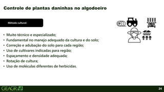 24
• Muito técnico e especializado;
• Fundamental no manejo adequado da cultura e do solo;
• Correção e adubação do solo para cada região;
• Uso de cultivares indicadas para região;
• Espaçamento e densidade adequada;
• Rotação de cultura;
• Uso de moléculas diferentes de herbicidas.
Controle de plantas daninhas no algodoeiro
Método cultural:
 