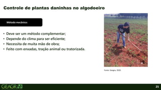 25
• Deve ser um método complementar;
• Depende do clima para ser eficiente;
• Necessita de muita mão de obra;
• Feito com enxadas, tração animal ou tratorizada.
Controle de plantas daninhas no algodoeiro
Fonte: Geagra, 2020.
Método mecânico:
 