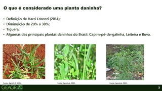 3
• Definição de Harri Lorenzi (2014);
• Diminuição de 20% a 30%;
• Tiguera;
• Algumas das principais plantas daninhas do Brasil: Capim-pé-de-galinha, Leiteira e Buva.
O que é considerado uma planta daninha?
Fonte: Agro 2.0, 2021. Fonte: Agrolink, 2021. Fonte: Agrolink, 2021.
 