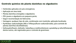31
• Herbicidas aplicados em pós-emergência;
• Aplicação em área total;
• Plantas daninhas emergidas e algodoeiro;
• PD’s jovens e algodoeiro em pequeno porte;
• Seguir recomendação do fabricante;
• Vantagens: qualquer tipo de solo, combinação com inseticida, aplicação localizada;
• Pyrithobac-sodium(Staple 280) e Trifloxysulfuron-sodium(Envoke), para controle de
plantas daninhas dicotiledôneas;
• Sethoxydin(Poast), clethodin, haloxifop-p-metílico(Venture), quizalofop-p-tefuril(Pestanal),
dentre outros, são registrados para o controle de gramíneas.
Controle químico de planta daninhas no algodoeiro
 
