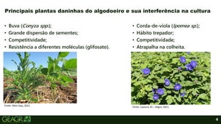 4
• Buva (Conyza spp.);
• Grande dispersão de sementes;
• Competitividade;
• Resistência a diferentes moléculas (glifosato).
Principais plantas daninhas do algodoeiro e sua interferência na cultura
• Corda-de-viola (Ipomea sp.);
• Hábito trepador;
• Competitividade;
• Atrapalha na colheita.
Fonte: Mais Soja, 2021. Fonte: Lavoura 10 – Aegro, 2021.
 