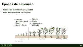 47
• Pressão de plantas em qual período
• Qual momento ideal para aplicar
Épocas de aplicação
Fonte: Agropós, 2021.
• Palhada,
Trifuralina, Dual
Gold;
• Gamit e Pemit;
• Cletodim;
• Staple;
• Glufosinato e
glifosato;
 